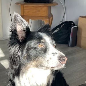 Meet your Posher, Ava